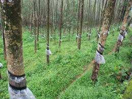 Image result for Hevea brasiliensis