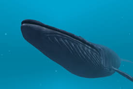 We would like to show you a description here but the site won't allow us. Blue Whale Vr Apk For Android Download