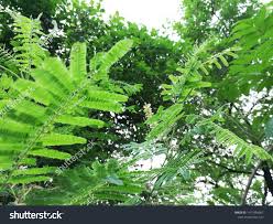 Image result for Faidherbia albida