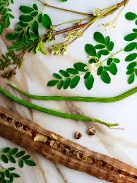 Image result for Moringa