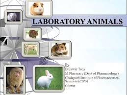 Laboratory Animals Ppt By Eswartony Via Authorstream Animals Laboratory Presentation Templates