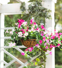 Advice on creating a hanging basket using diascias and petunias, from the experts at bbc gardeners' world magazine. Faux Pink Petunia Hanging Basket Plowhearth
