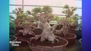 Bonsai society of portland oregon inc. Portland Nursery Bonsai