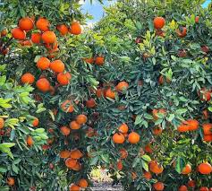 Pixie oranges, a fruit that has gained lots of traction from consumers in  Kenya due to its juicy orange flavor. Farmers have realized the huge  opportunity arising from the demand and are