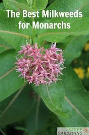 The Monarch Butterfly Host Plant Milkweeds And How To Grow Them From Seed In 2020 Milkweed Garden Monarch Butterfly Garden Milkweed Plant