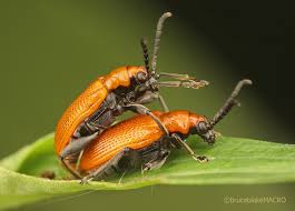 Image result for Aneilema dregeanum