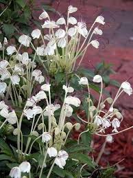 Image result for Clerodendrum incisum