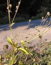 Image result for Dipsacus pinnatifidus