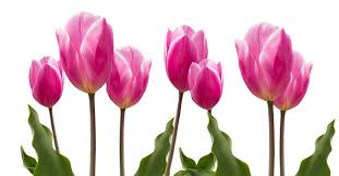 It seems a bit weird, but flowers are basically plant reproductive organs. Tulip Flower Meaning Symbolism And Colors