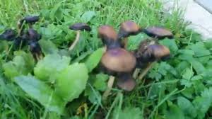 Pilze Im Rasen Loswerden Richtig Rasenmahen Rasendunger Per Hand Ausbringen Youtube