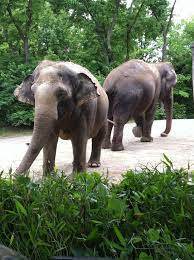 Cincinnati Zoo Cincinnati Zoo Zoo Animals Cincinnati