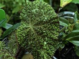 Image result for Asplenium mildbraedii