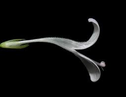 Image result for Hypoestes triflora