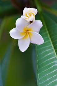 Frangipani Tropical Flower Close Up Nice Background For Wedding Valentine Car Sponsored Flower Close Fran Flowers Tropical Flowers Plumeria Flowers