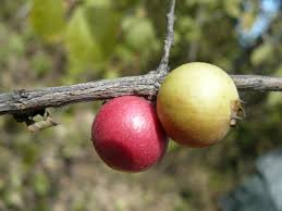 Image result for Feretia