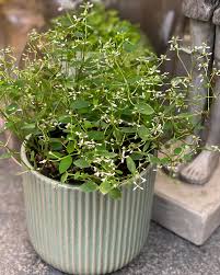 Image result for Euphorbia hypericifolia