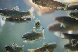De visbel is geen grap, maar toch denkt iedereen dat beeld © editienl. The Dutch Just Gave The Canal Fish A Fish Doorbell No We Re Not Kidding Dutchreview