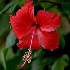 Image result for Hibiscus sabdariffa