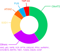 Als variants hereditary als primary lateral sclerosis primary muscular atrophy pseudobulbar paralysis flail arm. Frontiers Motor Neuron Susceptibility In Als Ftd Neuroscience