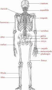 Pin By Karen Pierce On Zach Ferguson Unit 2 Skeletal System Anatomy Human Anatomy And Physiology Human Skeletal System