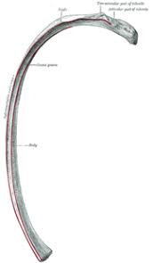 There are 11 pairs of external intercostal muscles. Rib Cage Wikipedia