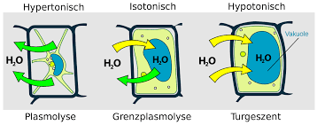 Check spelling or type a new query. File Plasmolyse Pflanzenzelle Svg Wikimedia Commons