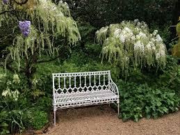 Check spelling or type a new query. Wisteria