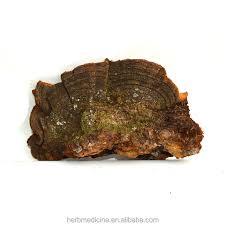 Image result for Phellinus pini
