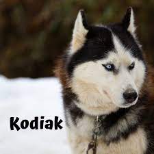 301 Unique Names For Dogs With Blue Eyes Pethelpful