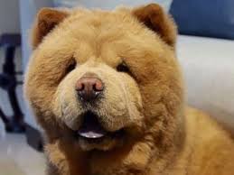 Fluffy Dog That Resembles Bear Takes Social Media By Storm Abc News