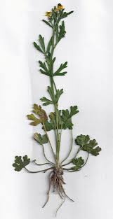 Image result for Ranunculaceae