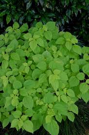 Image result for Boehmeria