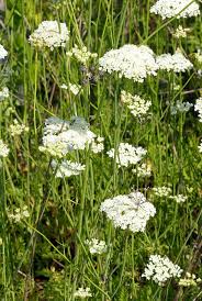 Image result for Oenanthe mildbraedii