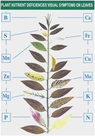 59 Pretty Pictures Of Plant Nutrient Deficiency Chart