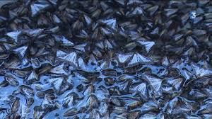 Comment reconnaître la chenille, traitements et dégâts. Dans Le Lot Une Maison Prise D Assaut Par Le Papillon De La Pyrale Du Buis Youtube