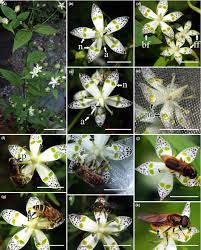 Mr k's flowers littleton co. Nectary Tracks As Pollinator Manipulators The Pollination Ecology Of Swertia Bimaculata Gentianaceae Wang 2018 Ecology And Evolution Wiley Online Library