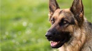 Key takeaways dogs exhibit a number of common signs that signify the end is near, including things like lethargy, reduced appetite, and seeking more human comfort than usual. Coronavirus Buddy First Known U S Dog To Test Positive For Covid 19 Dies Of Lymphoma Kiro 7 News Seattle