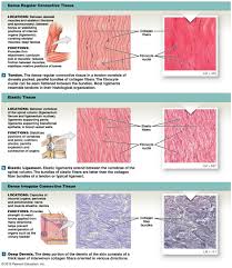 At the end of this laboratory you should be able to: Figure Showing The Types Of Dense Connective Tissue Human Anatomy And Physiology Tissue Types Anatomy And Physiology Textbook