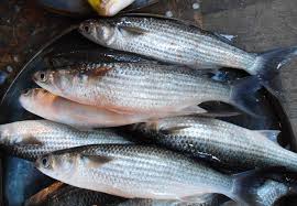 Image result for chinese fish
