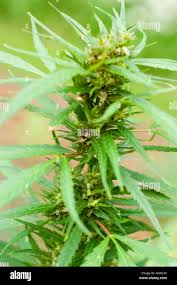 Image result for Cannabaceae