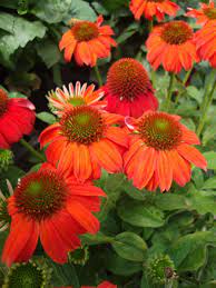 Pin On Gardening