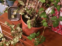Choose a container that has holes in the bottom for water drainage.1 x research source. Why Does My Ivy Plant Keep Dying