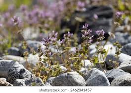 Image result for Croton polytrichus