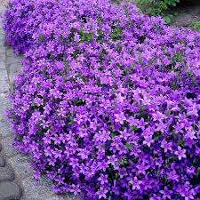 Ground cover plants are extremely useful in landscaping. Deep Purple Ground Cover Plant