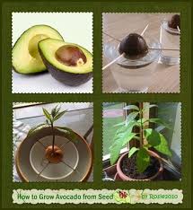 How To Grow Avocado From Seed Or Pit Kontejnernye Rasteniya Domashnie Sady Ogorodnichestvo