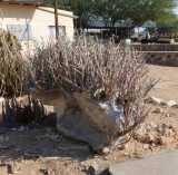 Image result for Helinus spartioides