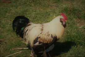 I used to think a chicken was just a chicken until i after some debate, we decided the best breed of chicken to start our family flock was silver laced wyandotte, a color variation of an amazing breed. 20 Of The Calmest Chicken Breeds Family Friendly Choices Family Farm Livestock
