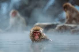 Snow Monkeys Japan How To See Them Soak In Hot Springs