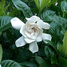 Check spelling or type a new query. Top 25 Most Beautiful Jasmine Flowers