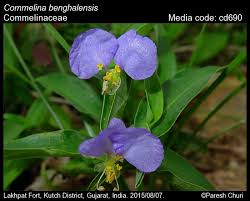 Image result for Commelina